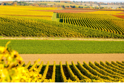 Rheinhessen